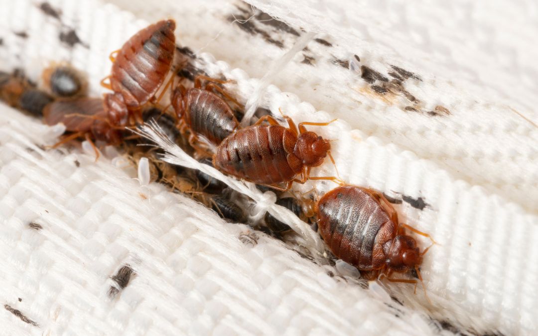 Bedbugs, a silent invasion: How to prevent them