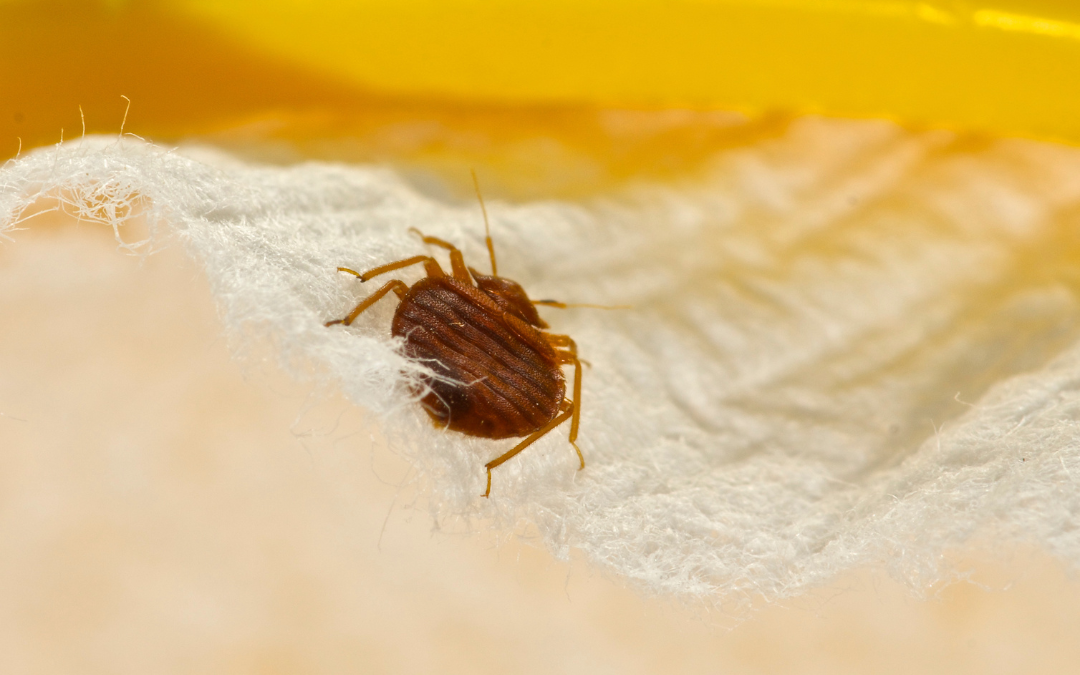 4 Signs of bed bugs and how to prevent them